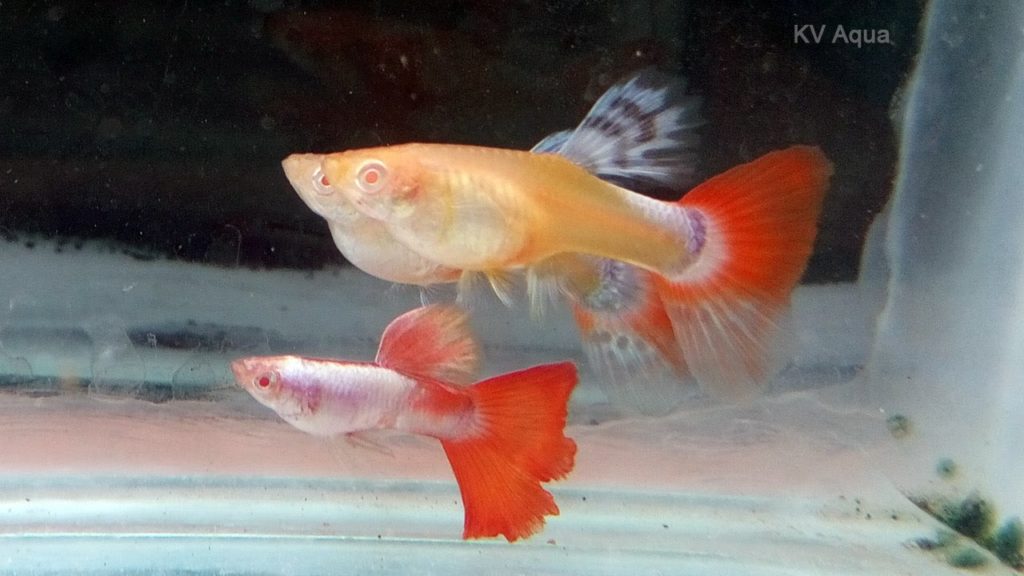 Gupik Albino Red Tail