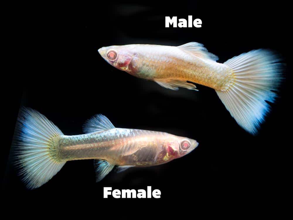 Platynowy Albino Gupik.