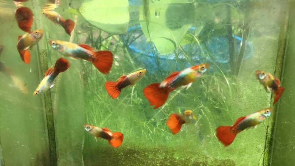 Czerwony / Złoty Tuxedo Guppy