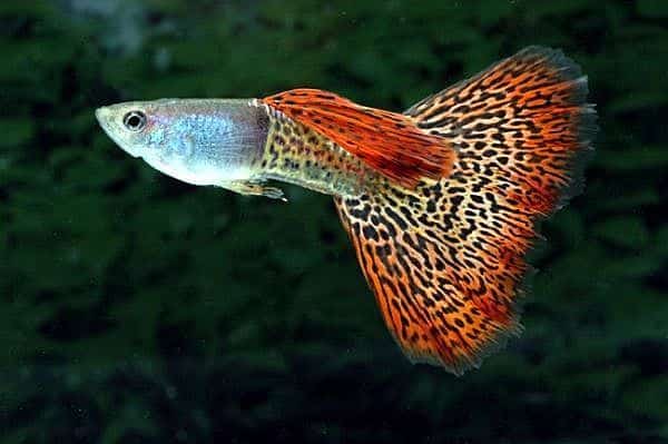 Leopard Tail Gupik.