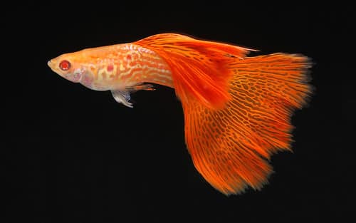 Gupik Albino Lace Tail.