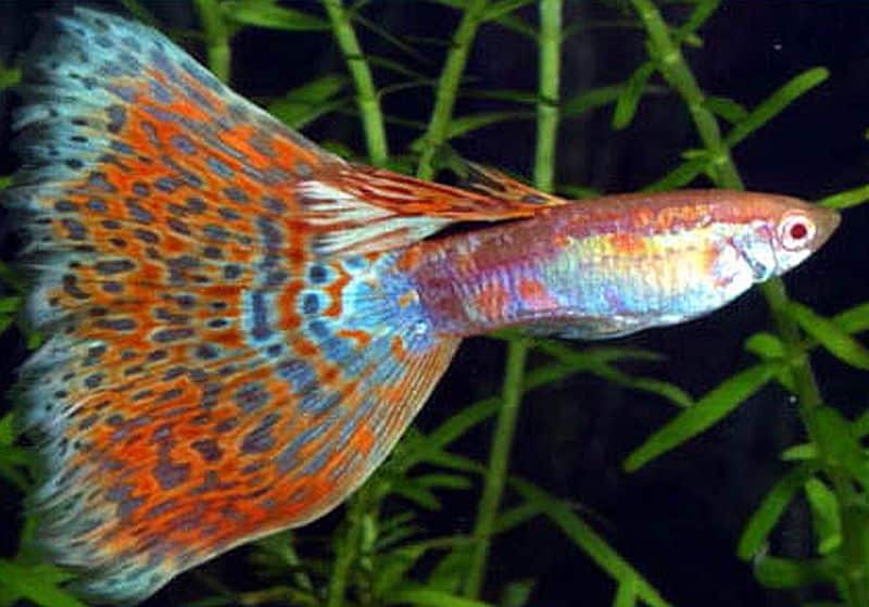 Delta Tail Gupik.