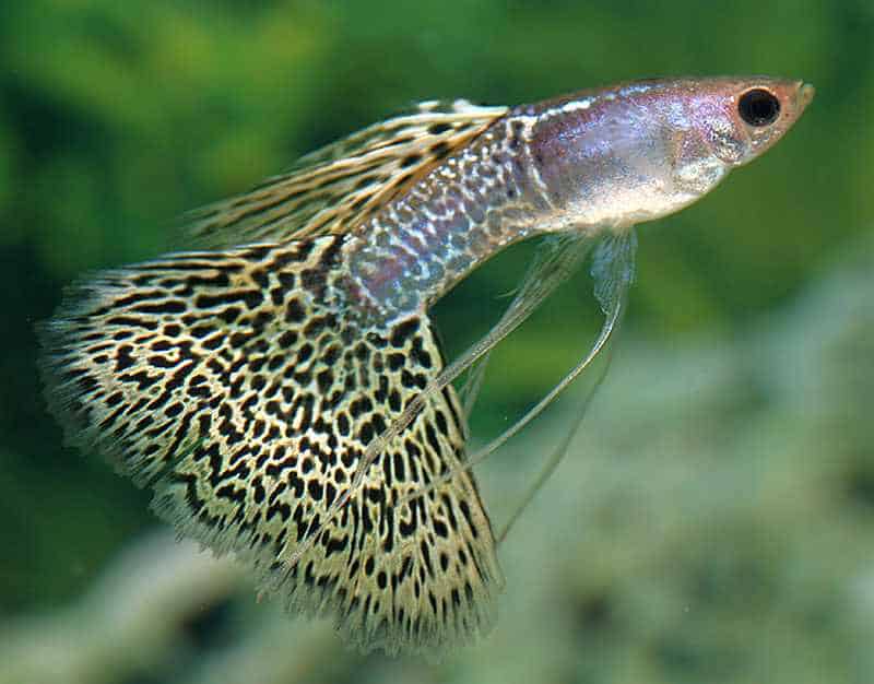 Veil Tail Gupik.