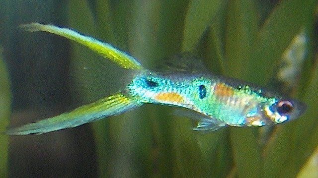 Lyre Tail Gupik