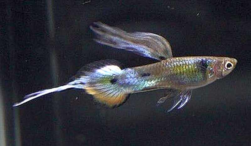 Pin Tail Igły Ogon Gupik