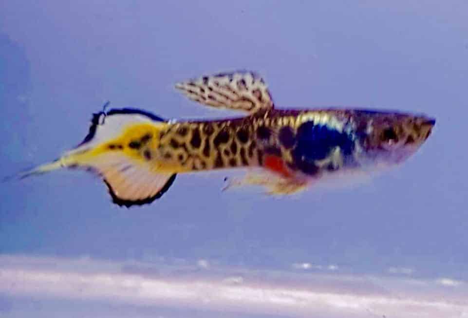 Pin Tail Gupik.
