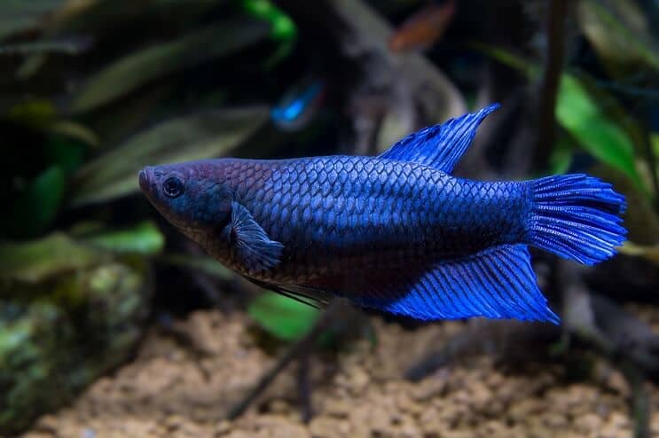 Kobieta Ryba Betta