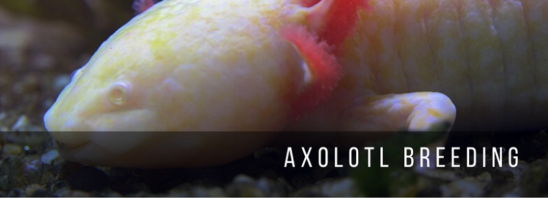 Hodowla Axolotl