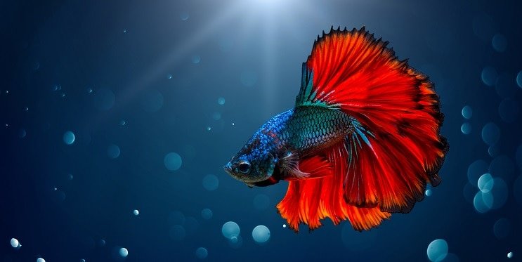 Ryba Betta