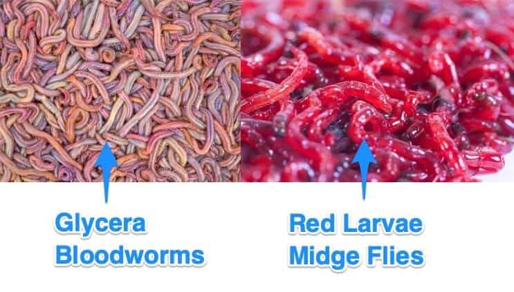 Bloodworms: wszystko, co musisz wiedzieć o tej żywności akwariowej