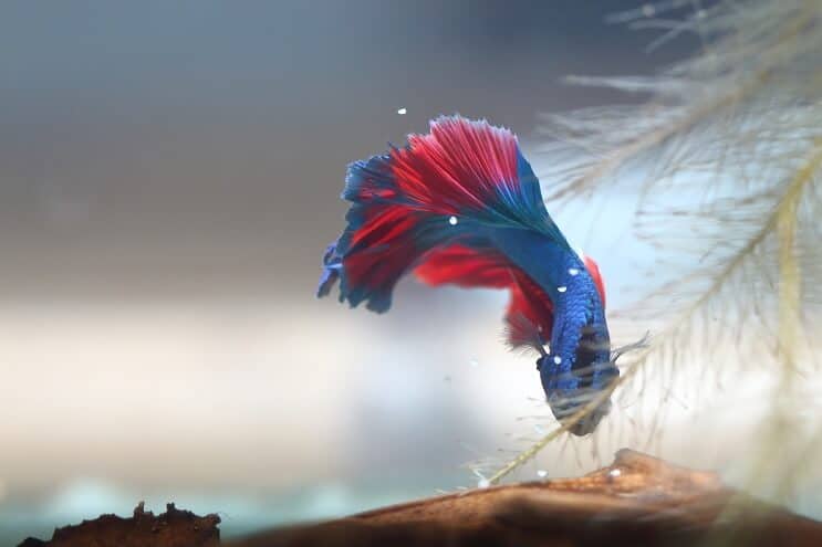 Betta zbiera jajka