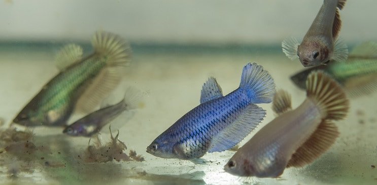 Karmienie Betta Fry