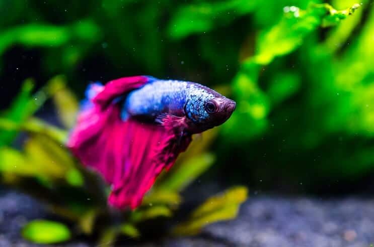 Ryba Betta