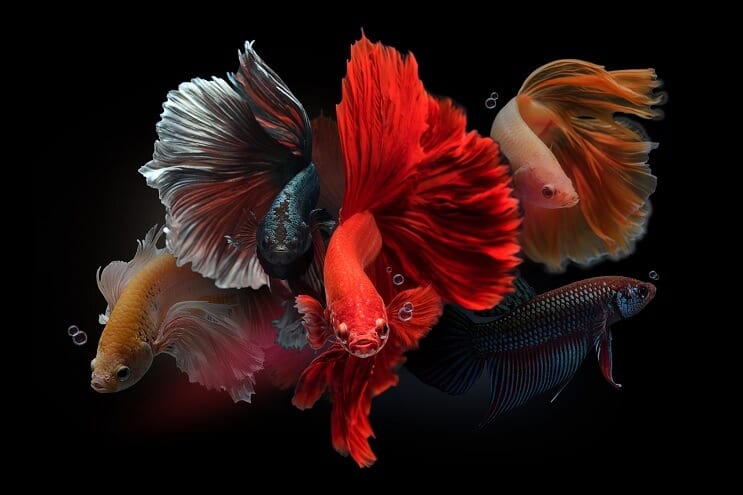 Mężczyzna Bettas