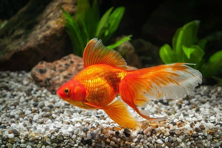 Jak długo żyją złote rybki? 5 sposobów na zwiększenie ich żywotności