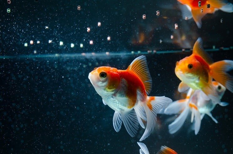 Jedzenie Goldfish