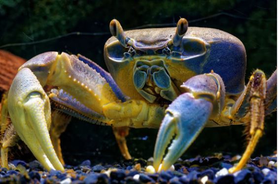 krab tęczowy