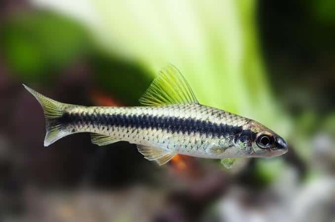 Crossocheilus siamensis Sae algae eater fish, krajobraz zbiornika słodkowodnego, fotografia z bliska, selektywna ostrość