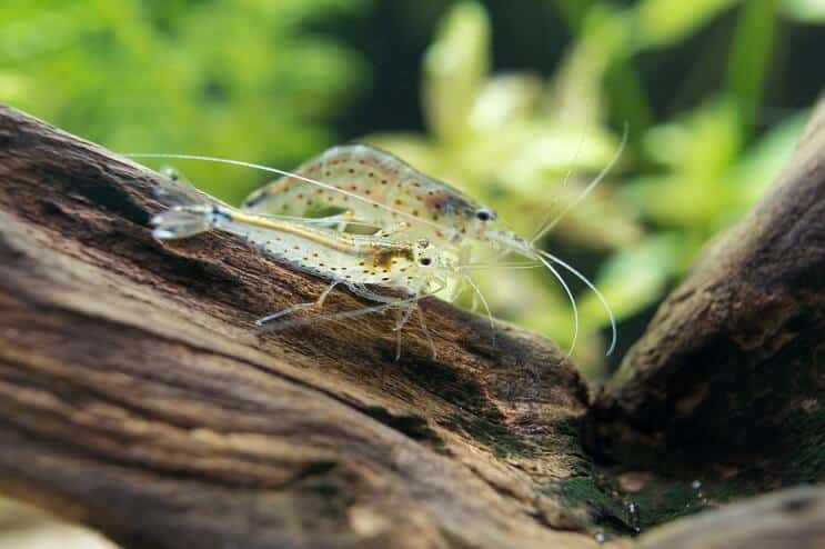 Amano Shrimp