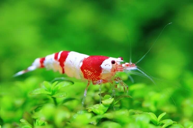 Crystal Shrimp