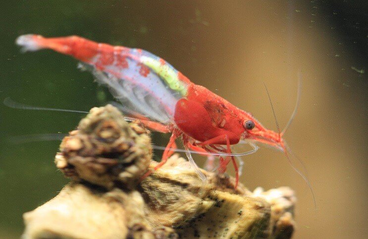 Krewetka Red Rili