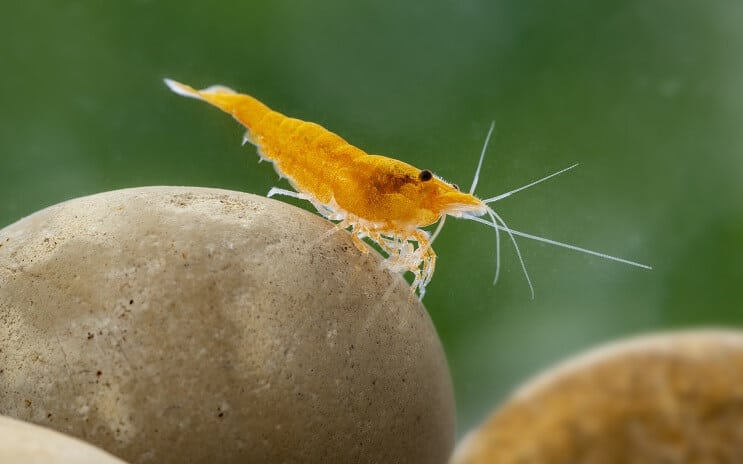 Neocaridina Shrimp