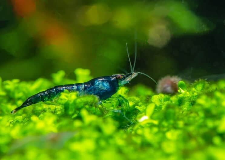 Krewetki Blue Velvet