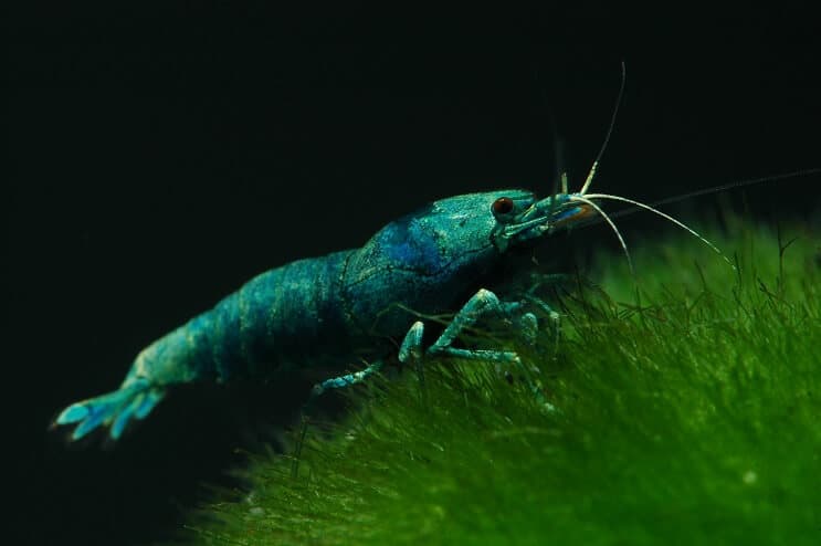 Blue Bolt Shrimp