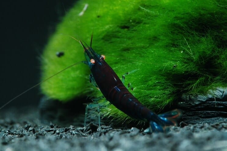 Krewetka Blue Tiger