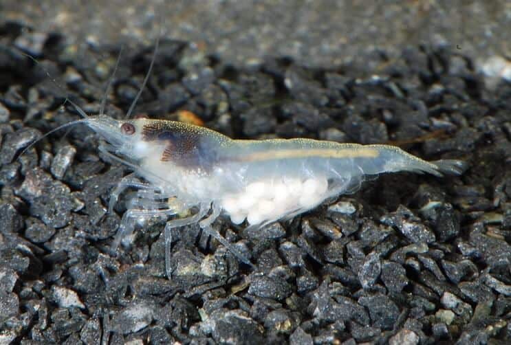 Snowball Shrimp