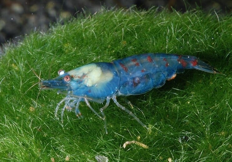 Krewetki Blue Pearl
