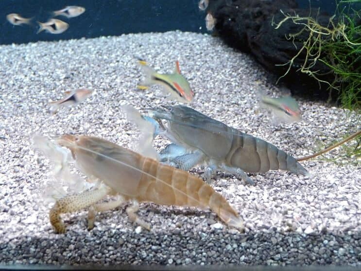 Krewetka wampira