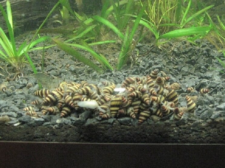 Hodowla ślimaków zabójców