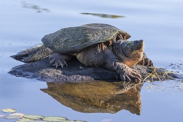 Żółw sępi na skale