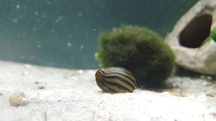 Ślimak zebra nerite w zbiorniku