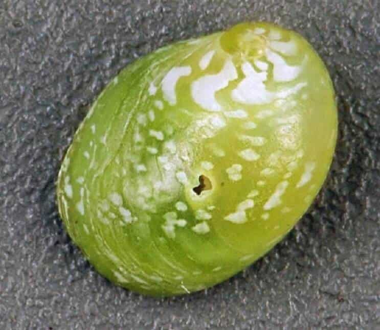 Ślimak Emerald Nerite