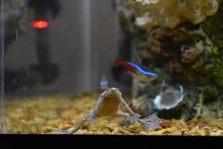 Afrykańska żaba karłowata i neonowa tetra