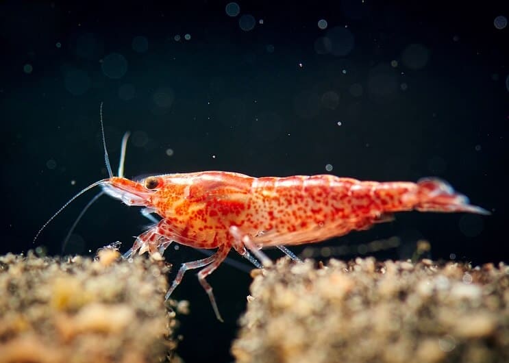Cherry Shrimp Bliska