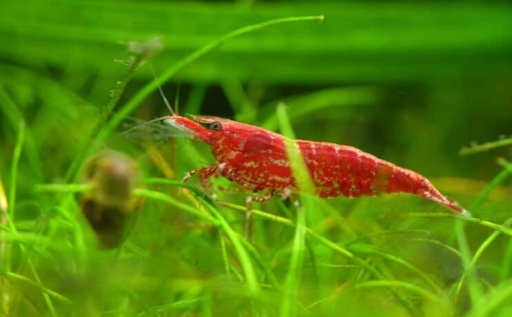 Cherry Shrimp