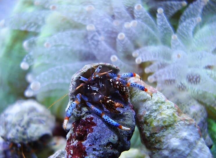 Krab pustelnik o niebieskich nogach