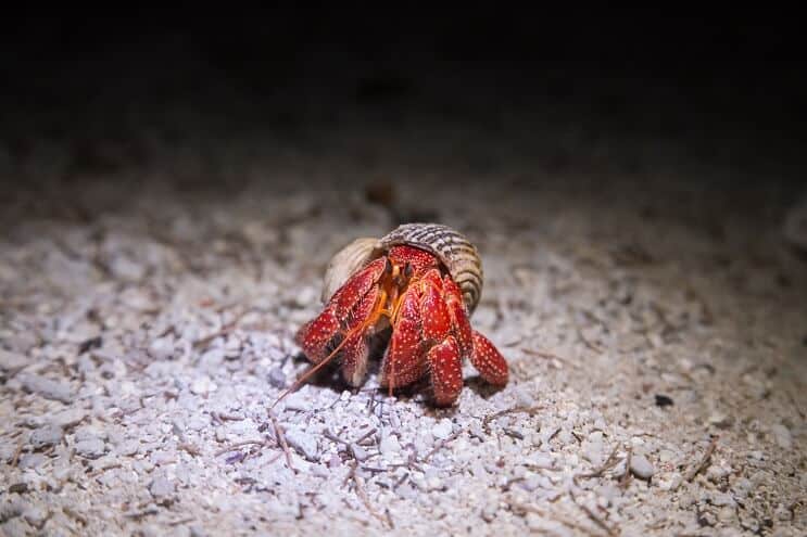 Truskawkowy Krab Pustelnik