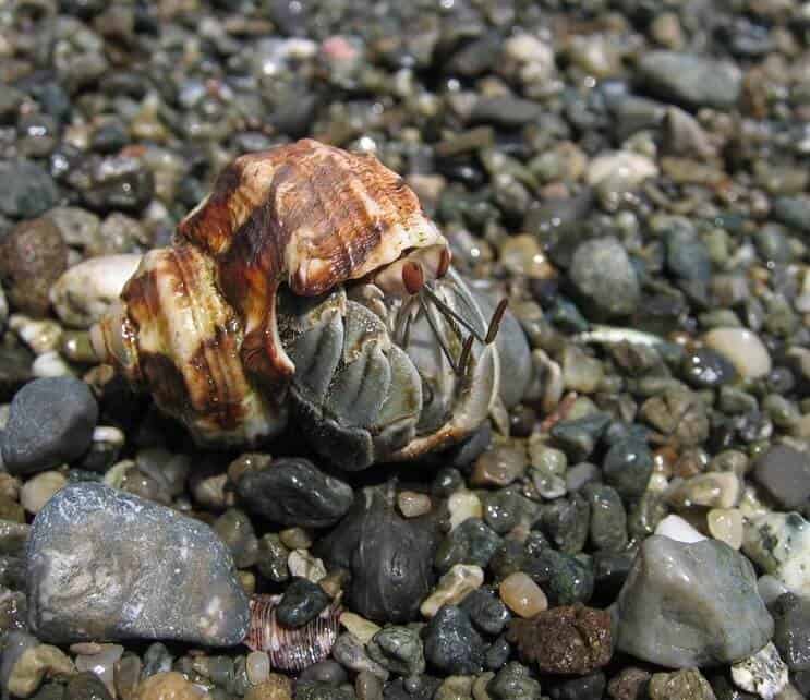 Ekwadorski krab pustelnik