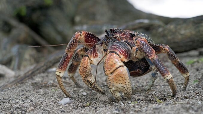 Krab Kokosowy