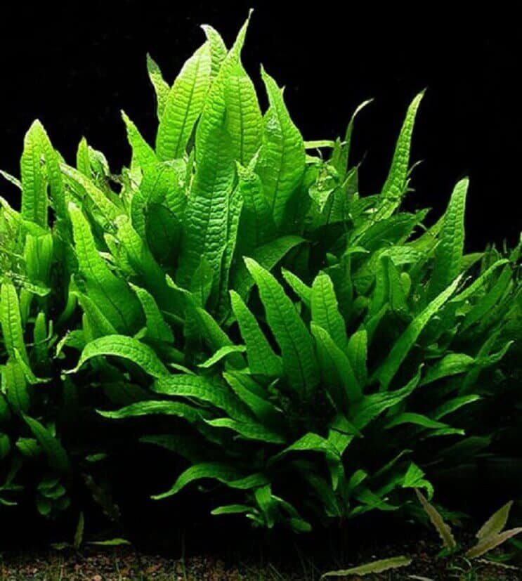Ponad 30 najlepszych roślin akwariowych o słabym oświetleniu: łatwa pielęgnacja, dywan i nie tylko…