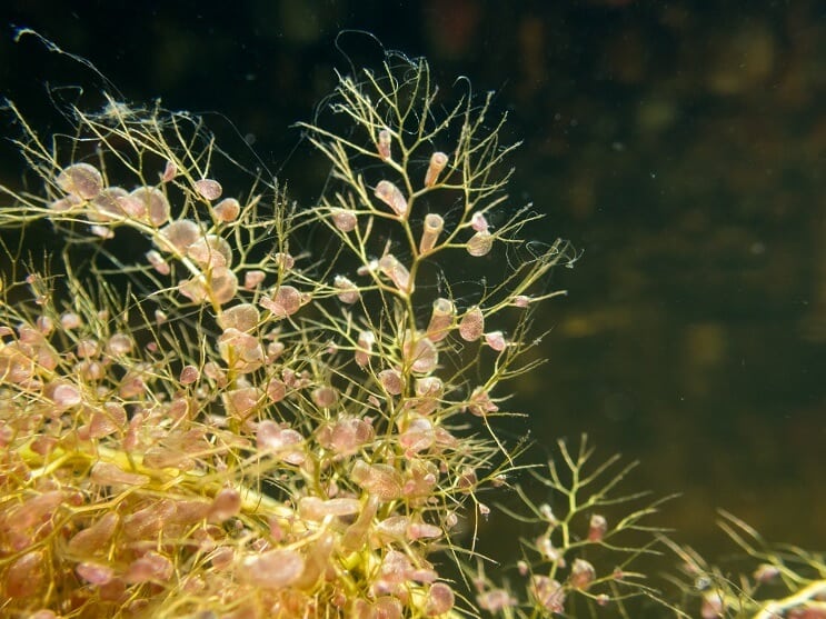 Bladderwort