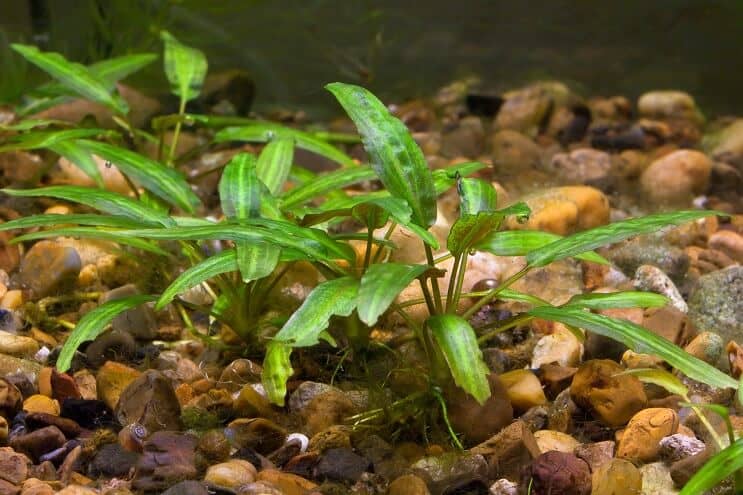 Cryptocoryne