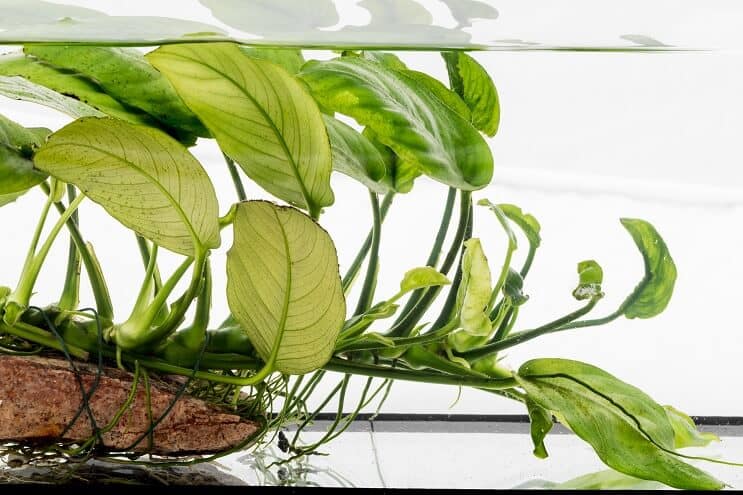 Anubias nana na driftwood