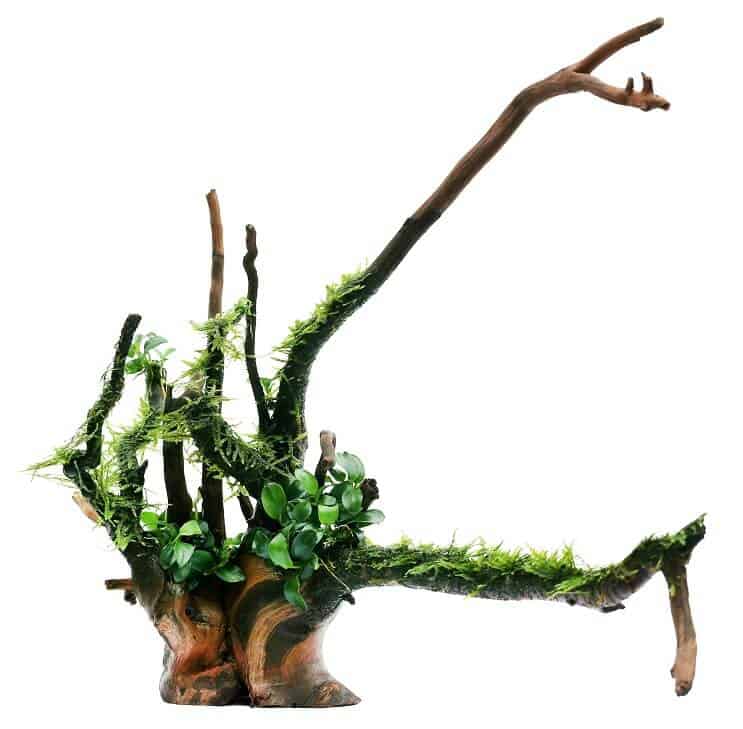 Anubias Nana i Java Moss