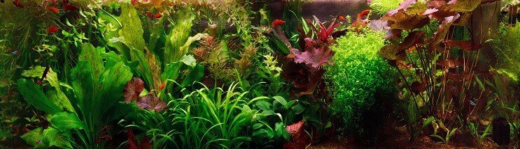 Holenderski Aquascape