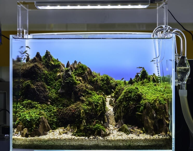 Akwarium Aquascaped